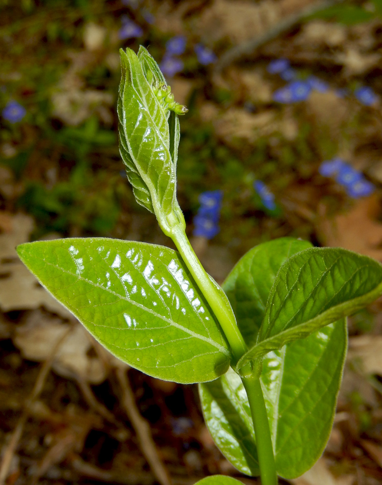 Image of Vincetoxicum scandens specimen.