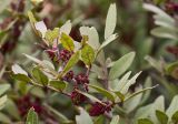 Pistacia lentiscus