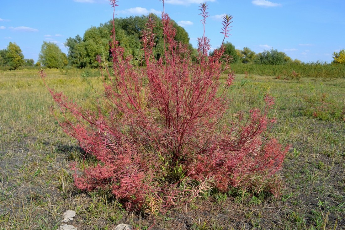 Изображение особи Euphorbia palustris.