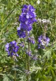 Polemonium caeruleum