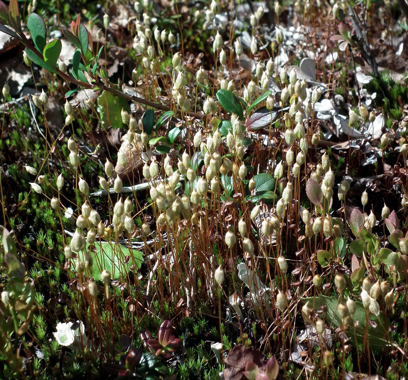 Изображение особи Polytrichum juniperinum.