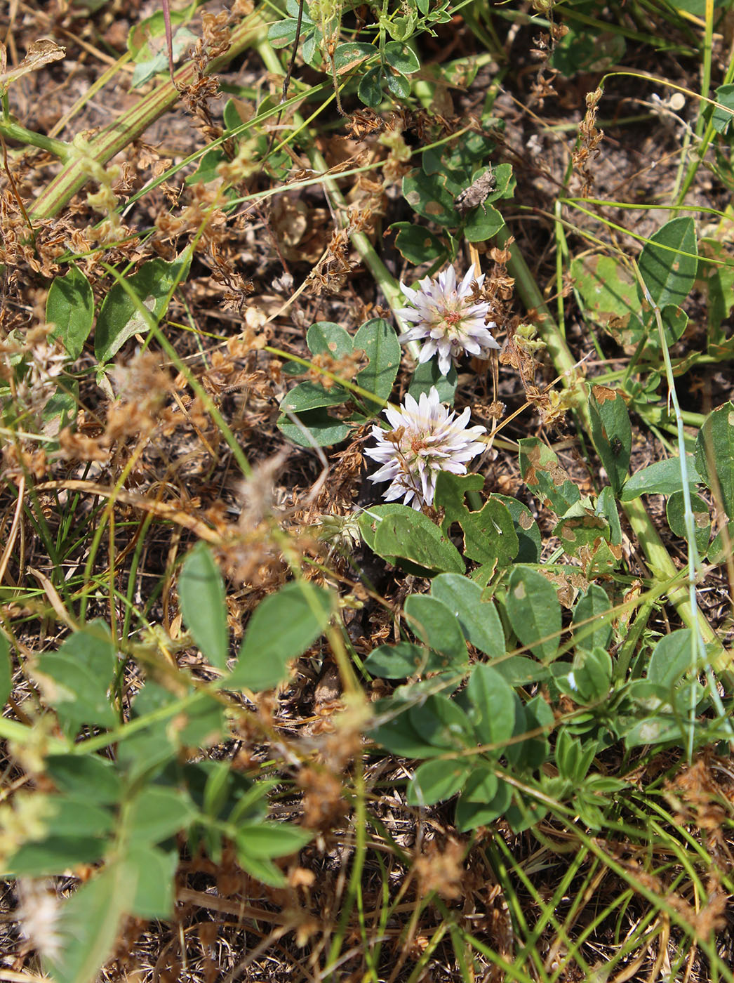 Изображение особи Glycyrrhiza echinata.