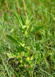 Sphaeranthus strobilifer. Зацветающее растение. Астраханская обл., Володарский р-н, окр. с. Ямное, ООПТ \"Бугор Змеиный\", пойменный луг после спада половодья. 25.06.2016.