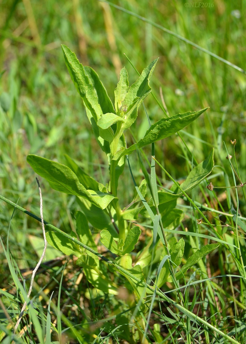 Изображение особи Sphaeranthus strobilifer.