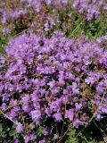 genus Thymus. Цветки. Иркутская обл., Иркутский р-н, окр. дер. Позднякова, сухой луг. 08.07.2016.