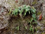 genus Polypodium