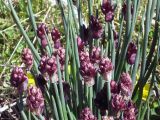 Allium atrosanguineum