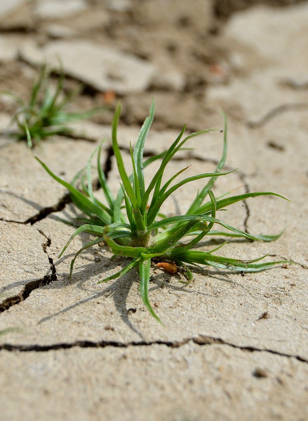 Изображение особи Cyperus michelianus.