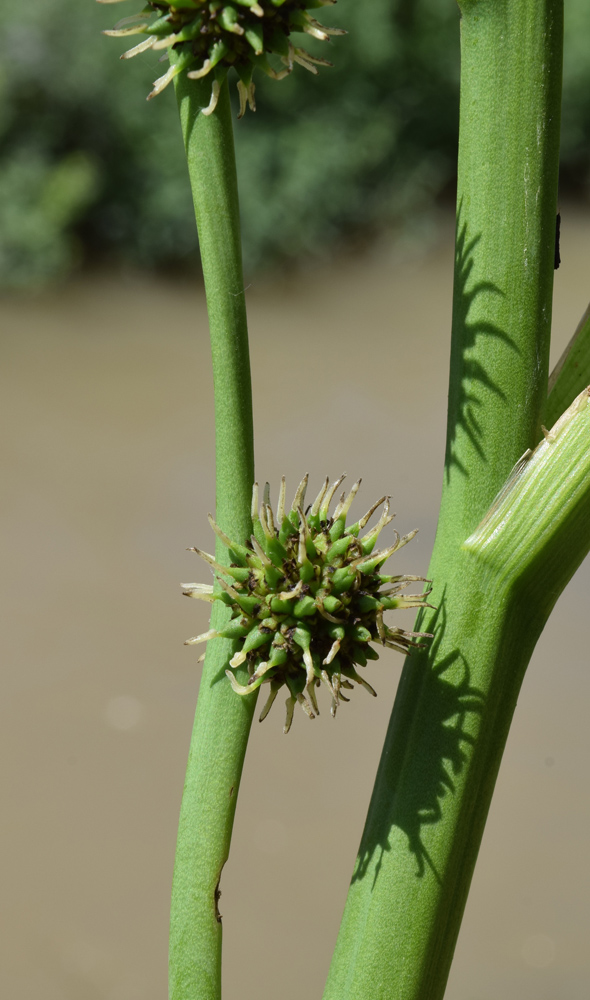 Image of Sparganium stoloniferum specimen.