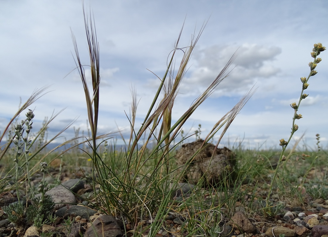 Image of Stipa glareosa specimen.