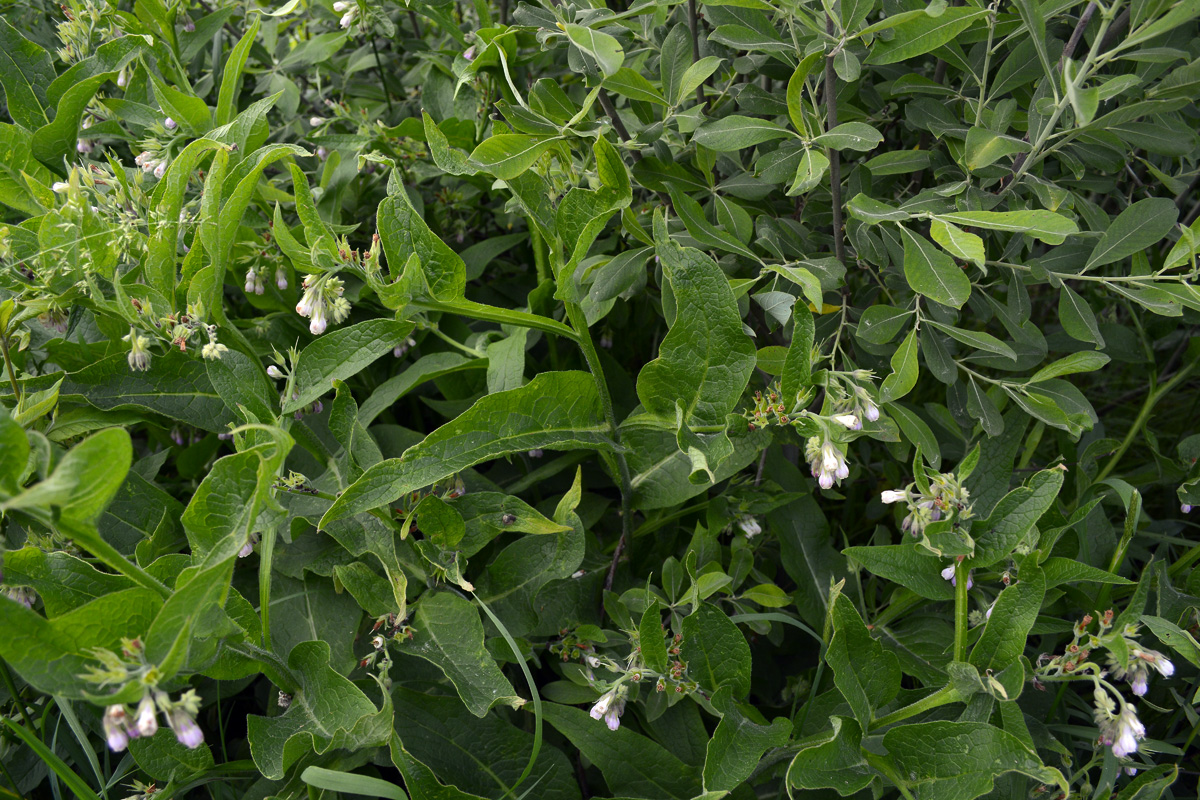 Изображение особи Symphytum × uplandicum.