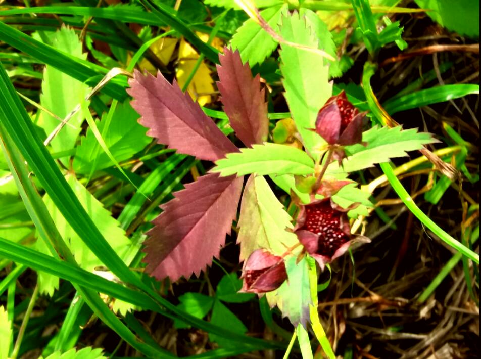 Image of Comarum palustre specimen.