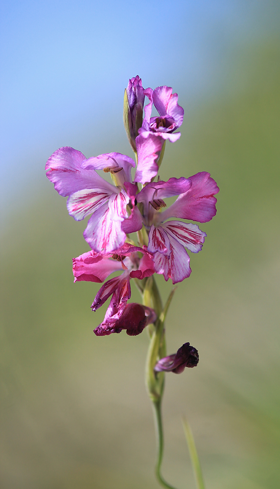 Изображение особи Gladiolus tenuis.