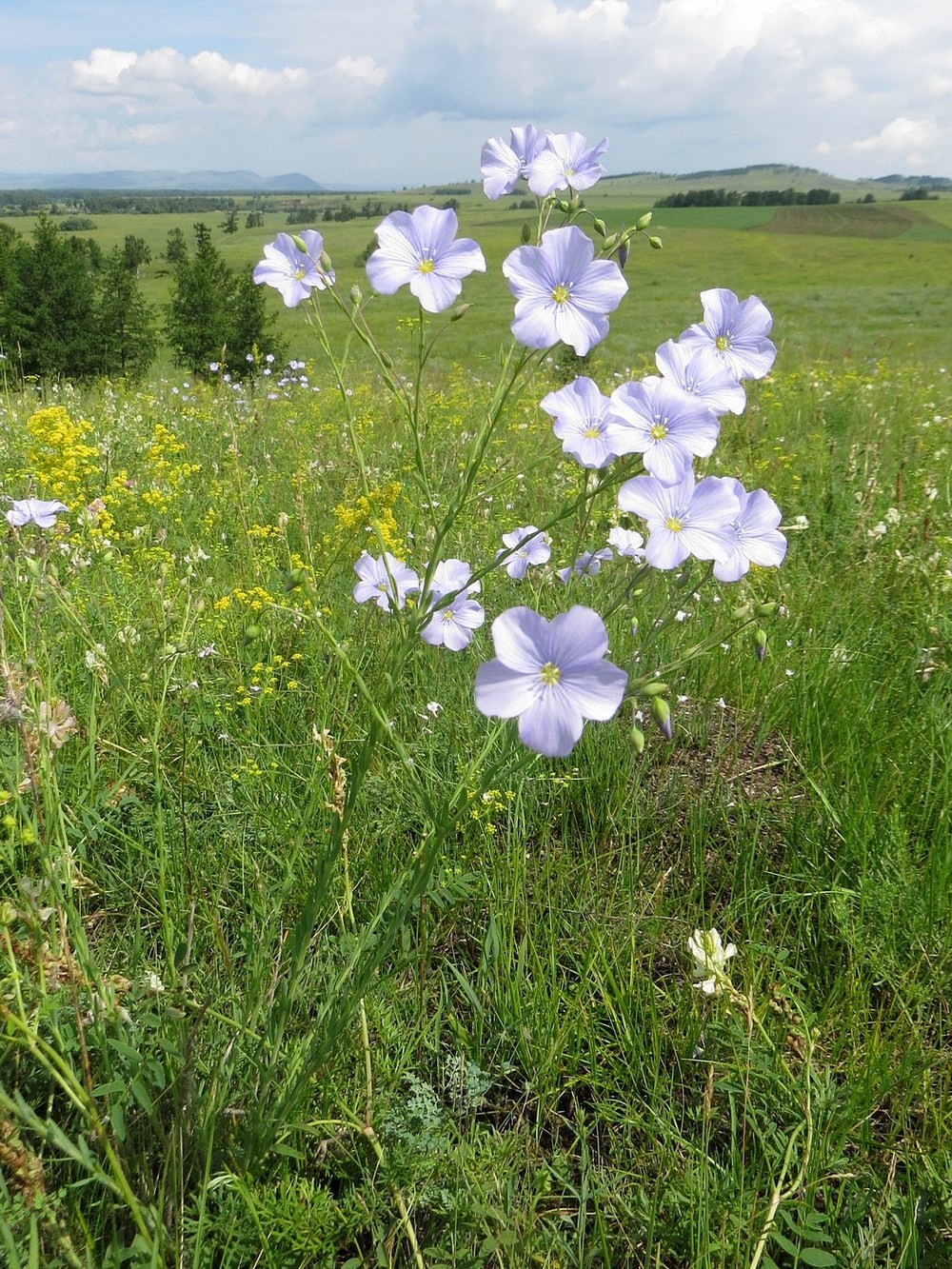 Изображение особи Linum perenne.