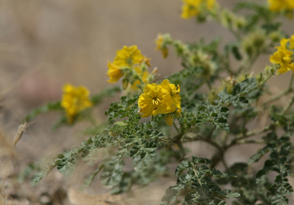 Image of Solanum cornutum specimen.