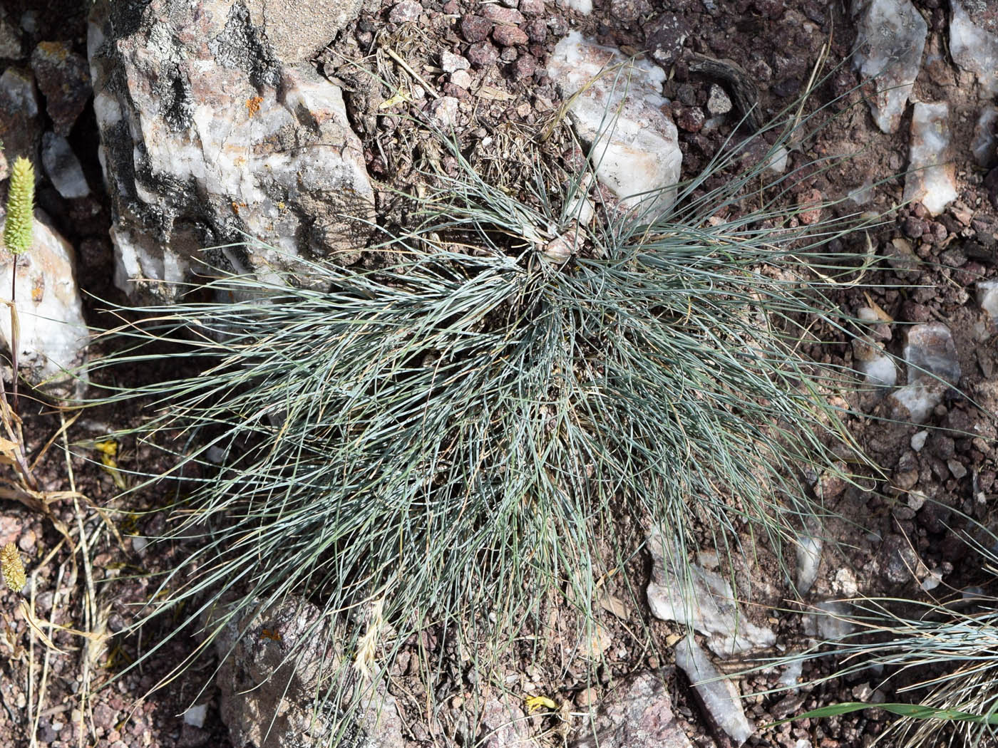 Изображение особи Festuca valesiaca.