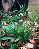 Galanthus plicatus