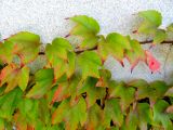 Parthenocissus tricuspidata