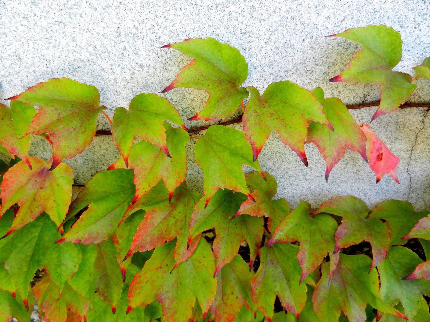 Изображение особи Parthenocissus tricuspidata.