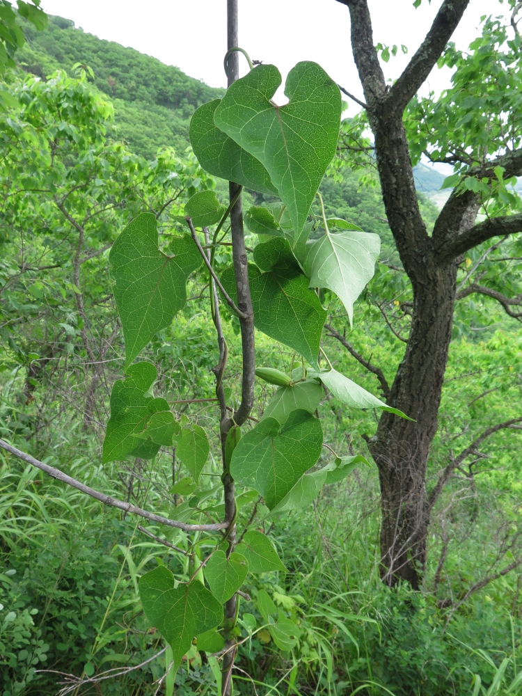 Image of Cynanchum wilfordii specimen.