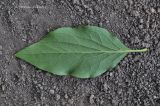 Syringa pubescens ssp. patula