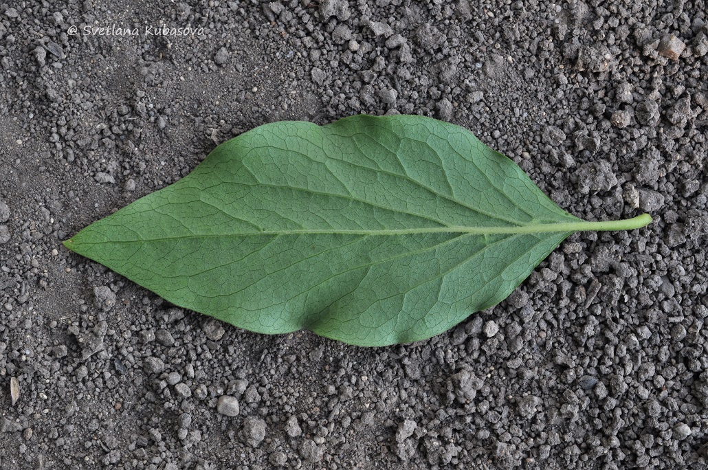 Изображение особи Syringa pubescens ssp. patula.