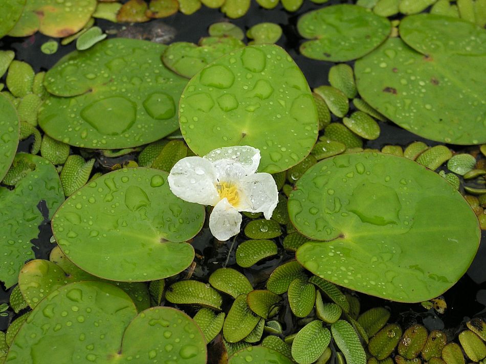 Image of Hydrocharis dubia specimen.