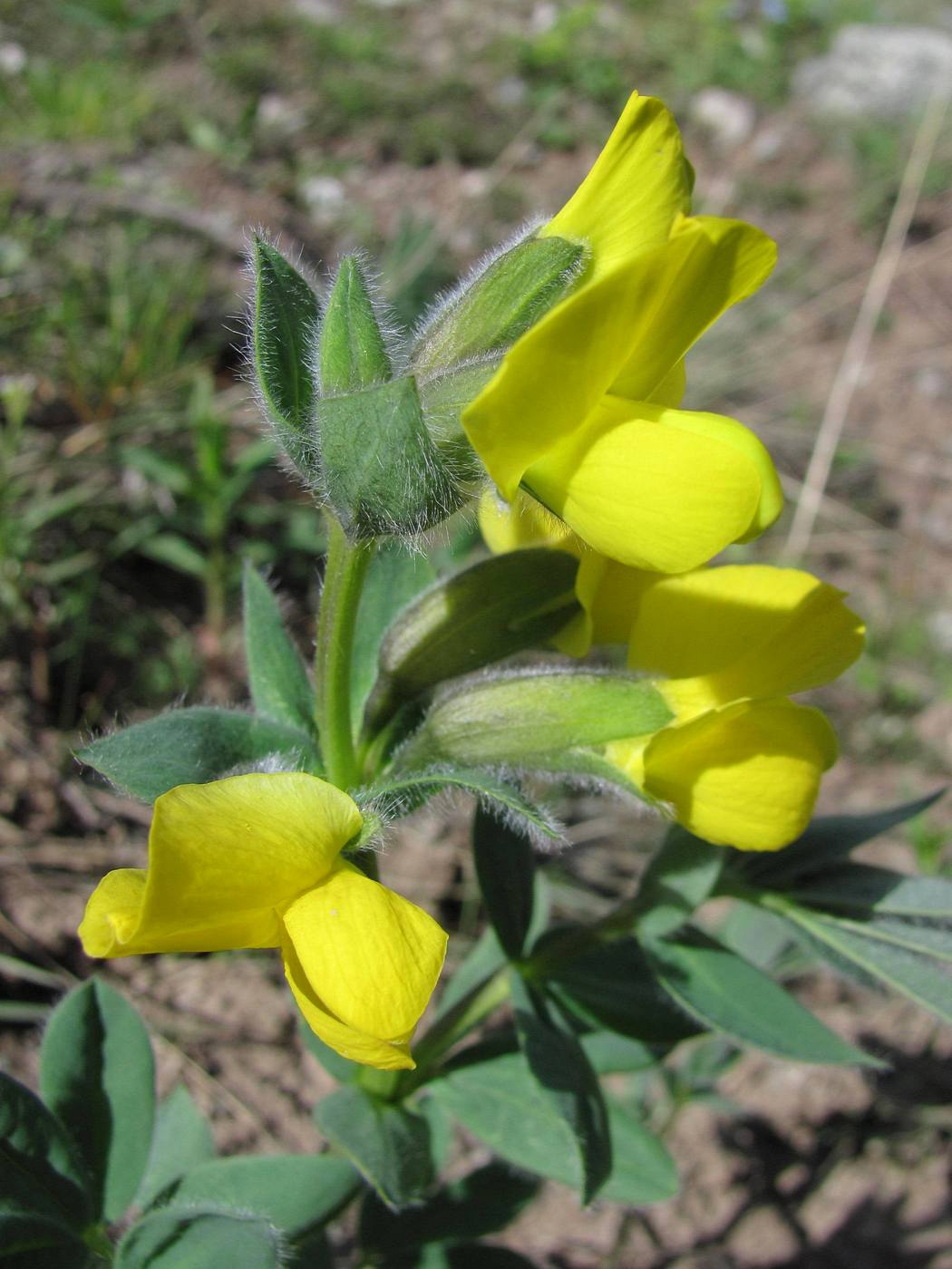 Image of Thermopsis alpina specimen.