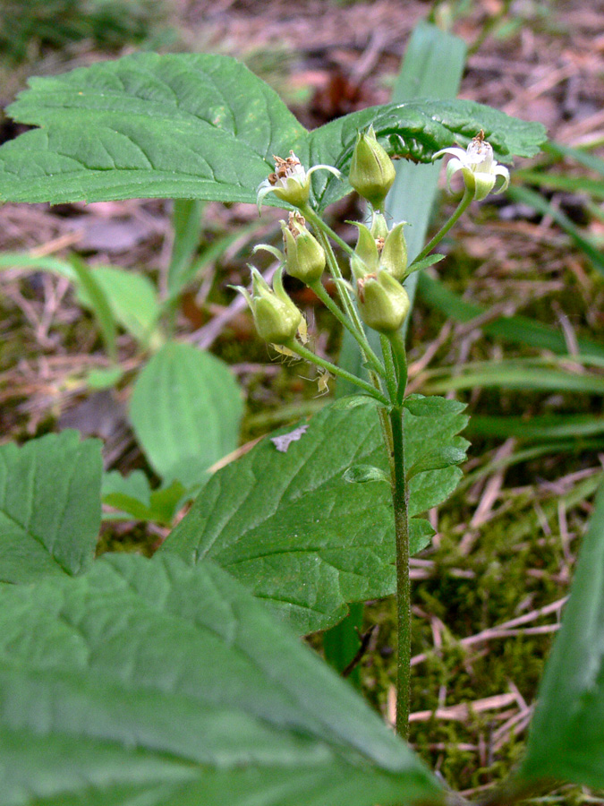 Image of Rubus saxatilis specimen.