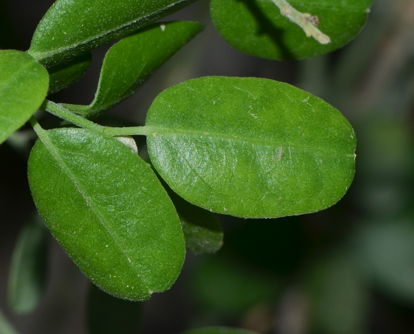 Изображение особи Cocculus pendulus.