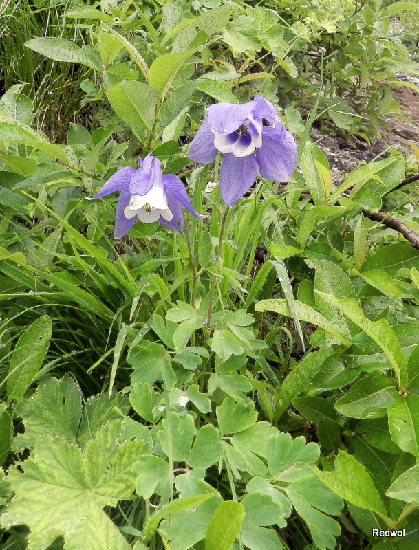 Изображение особи Aquilegia olympica.