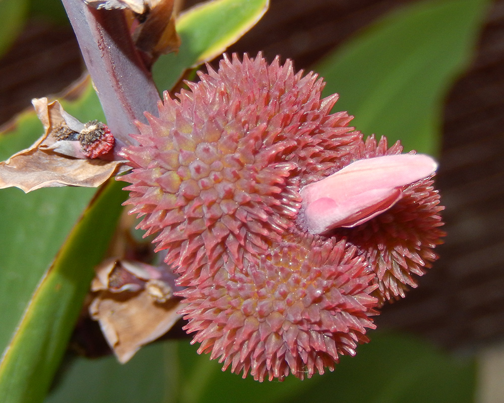 Image of Canna indica specimen.