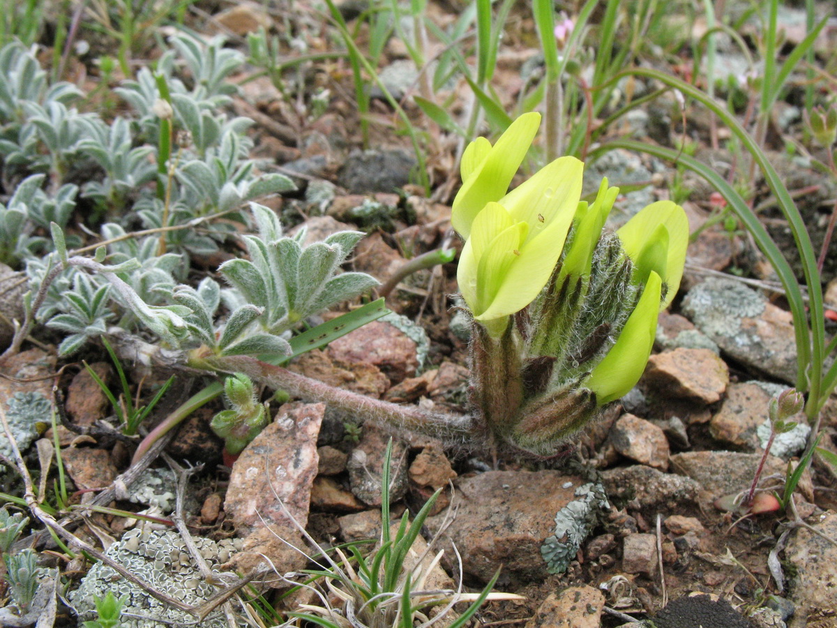 Image of Astragalus pseudocytisoides specimen.