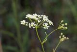 Pimpinella nigra