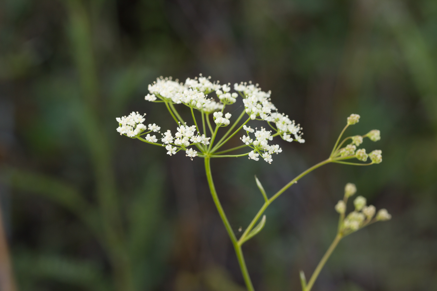 Image of Pimpinella nigra specimen.