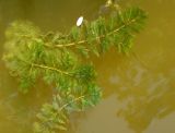 Image of taxon representative. Author is Сергей Одинец