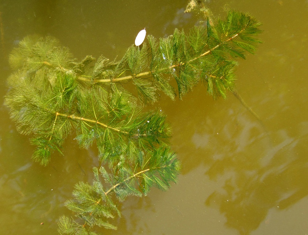 Изображение особи Myriophyllum spicatum.