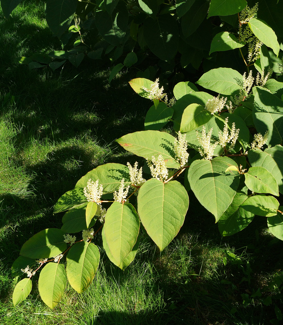 Изображение особи Reynoutria sachalinensis.