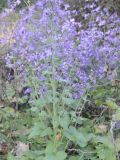 Lunaria annua