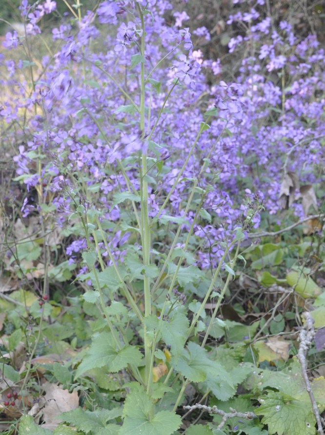 Изображение особи Lunaria annua.