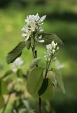 Amelanchier alnifolia