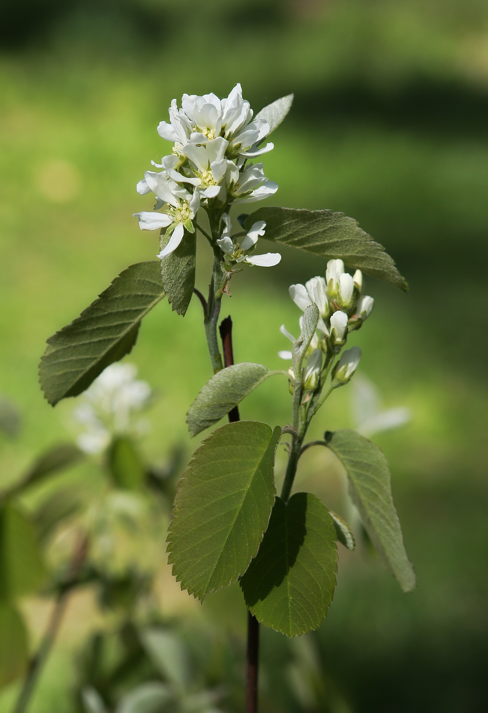 Image of Amelanchier alnifolia specimen.