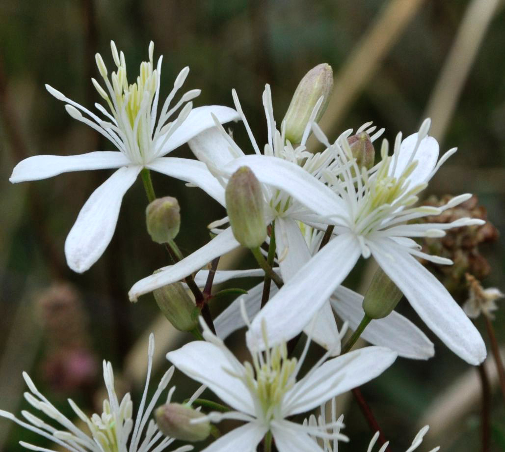 Изображение особи Clematis flammula.