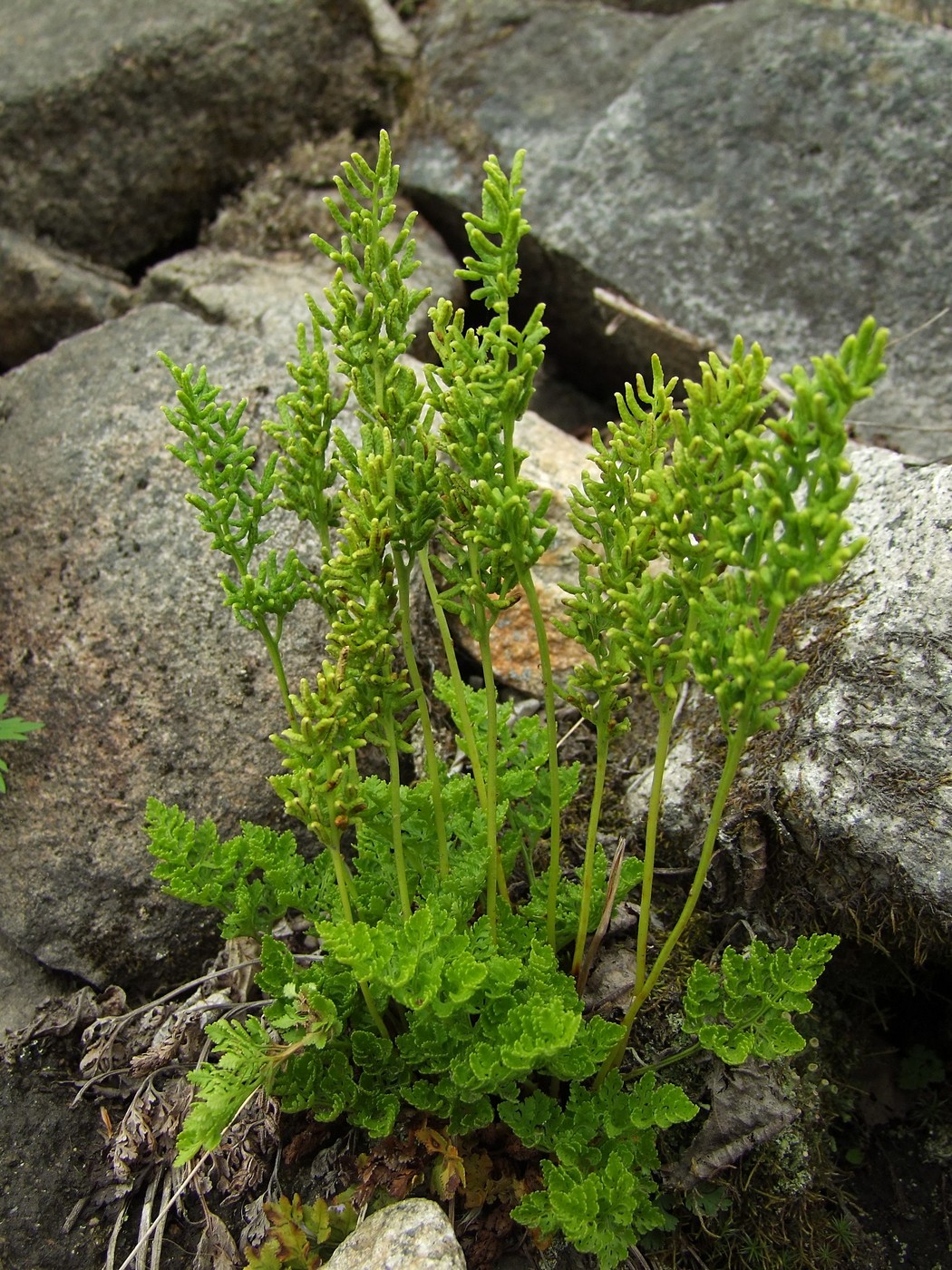 Image of Cryptogramma acrostichoides specimen.