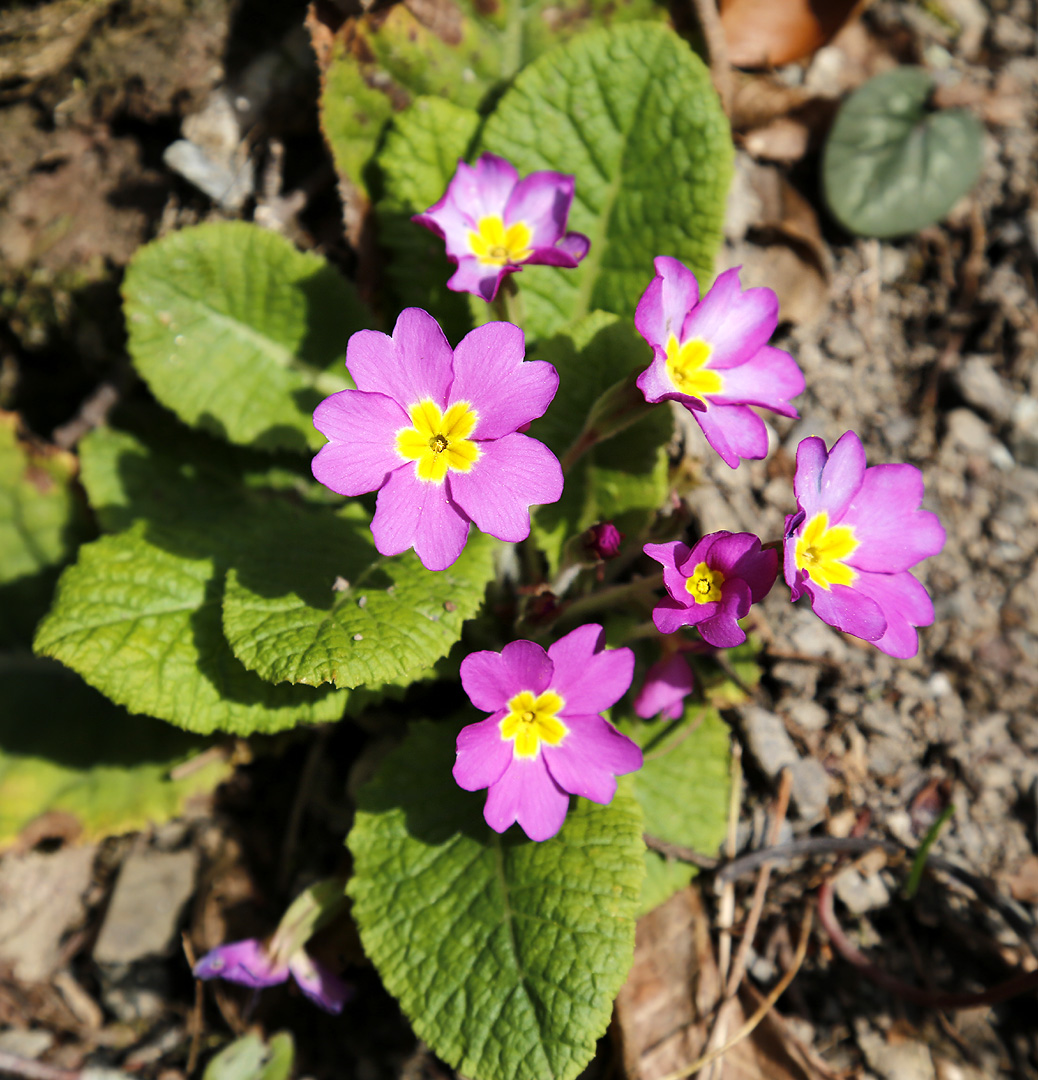 Изображение особи Primula vulgaris.