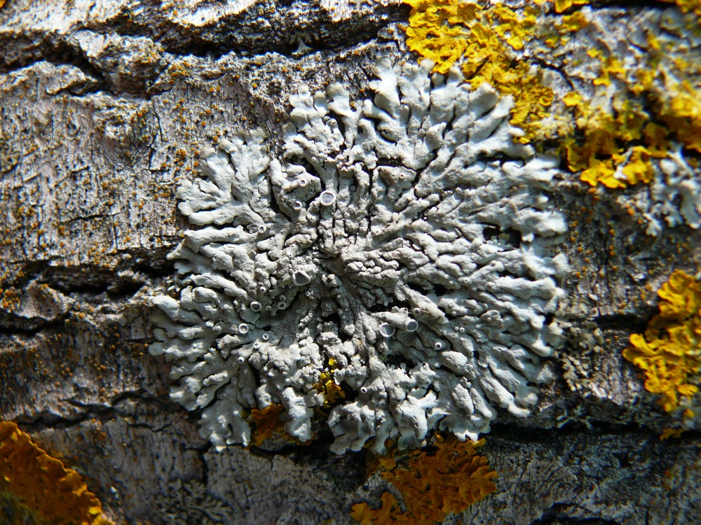 Image of genus Physcia specimen.