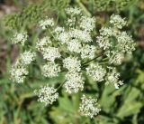 Heracleum dissectum