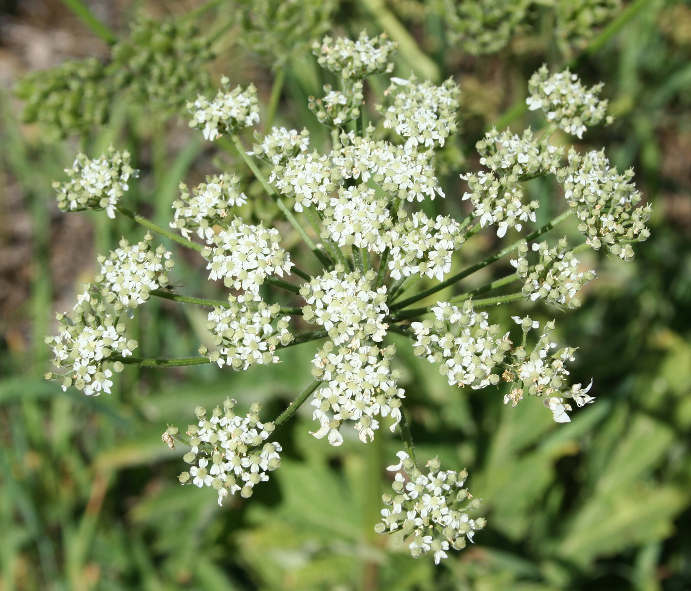 Изображение особи Heracleum dissectum.