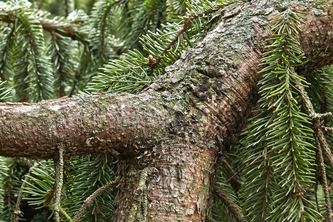 Изображение особи Picea abies.