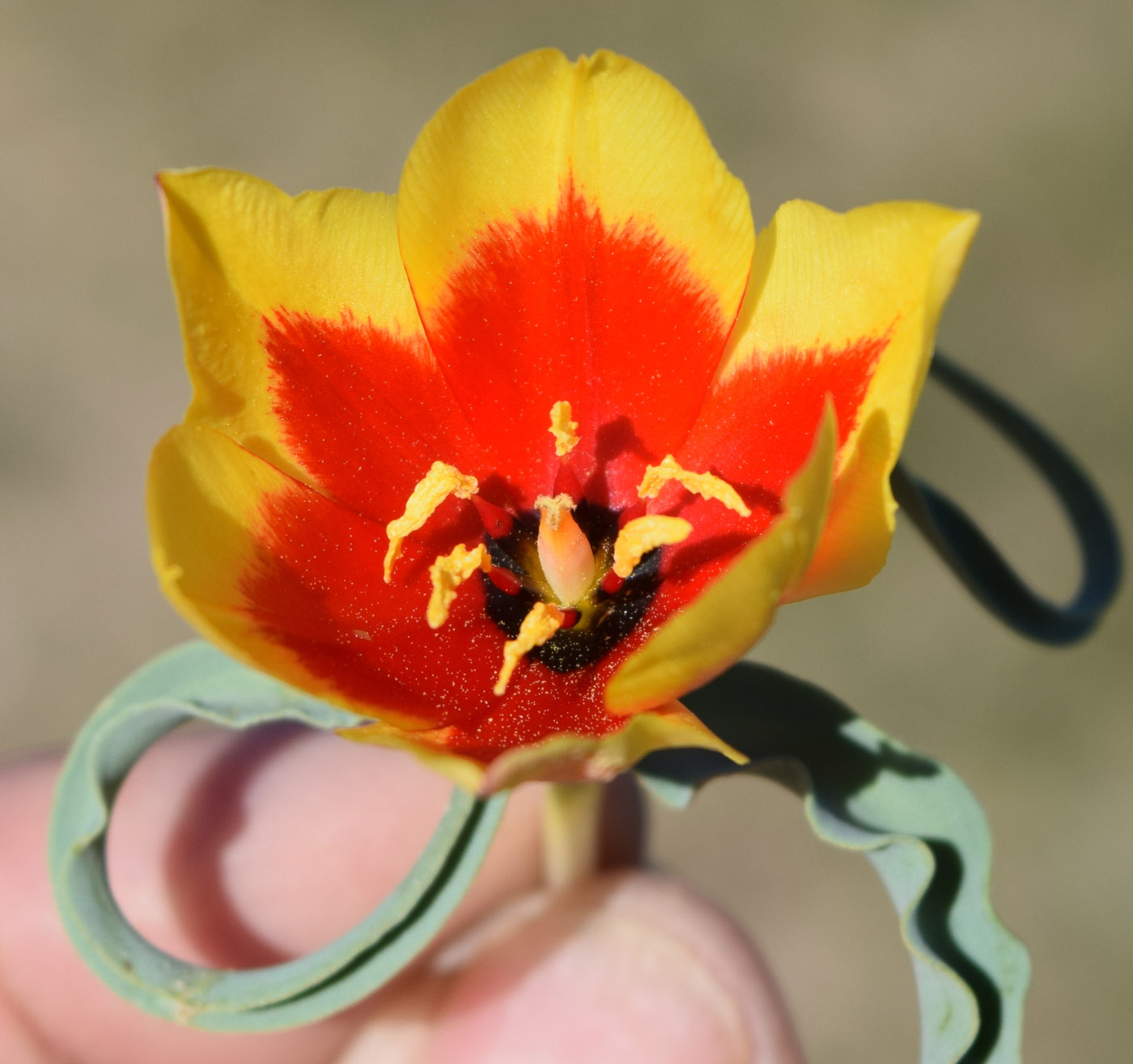 Image of Tulipa korolkowii specimen.
